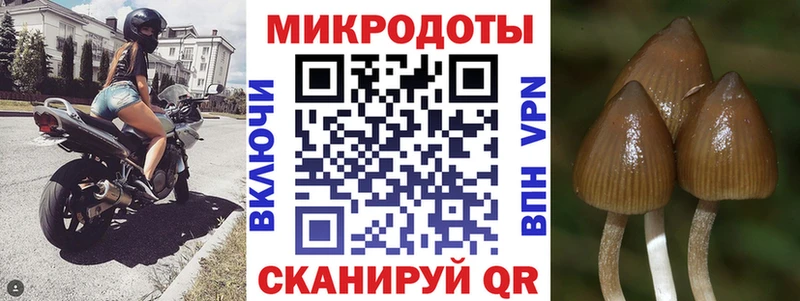 Галлюциногенные грибы Psilocybine cubensis  Сусуман 